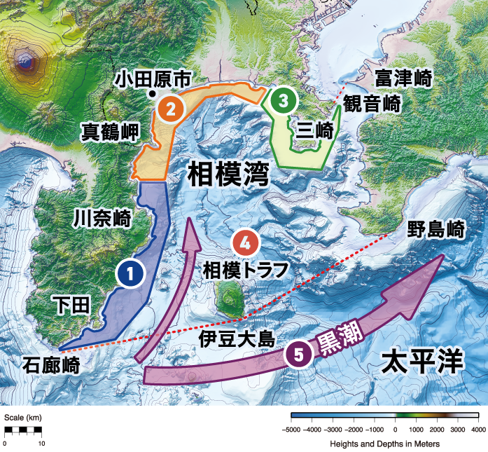 相模湾の魚