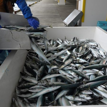 小田原漁港の魚の水揚げ