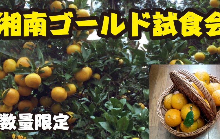 「みなとマルシェ」試食会
