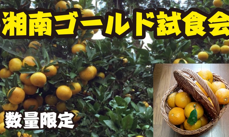 「みなとマルシェ」試食会