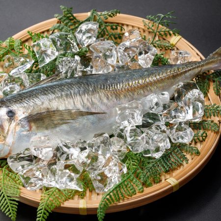 小田原の地魚